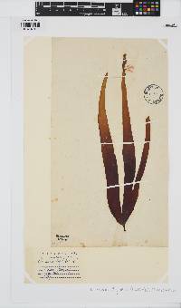 Laminaria digitata image