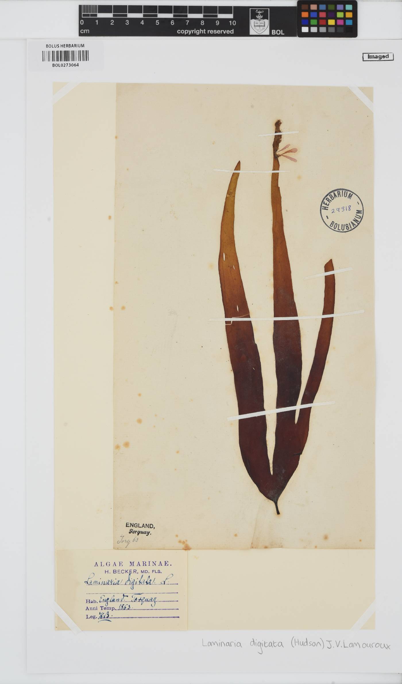 Laminaria digitata image