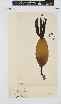 Laminaria digitata image
