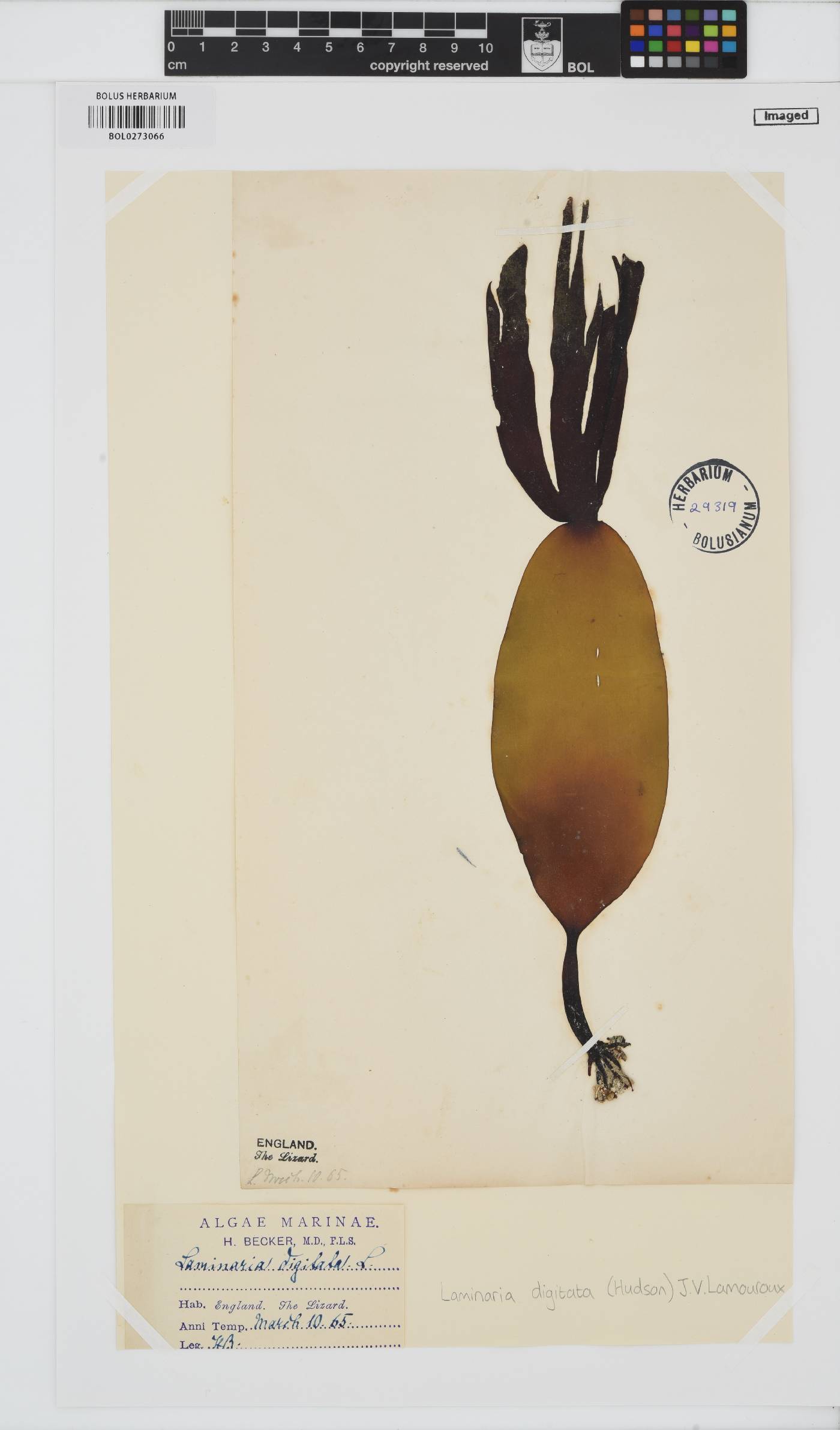 Laminaria digitata image