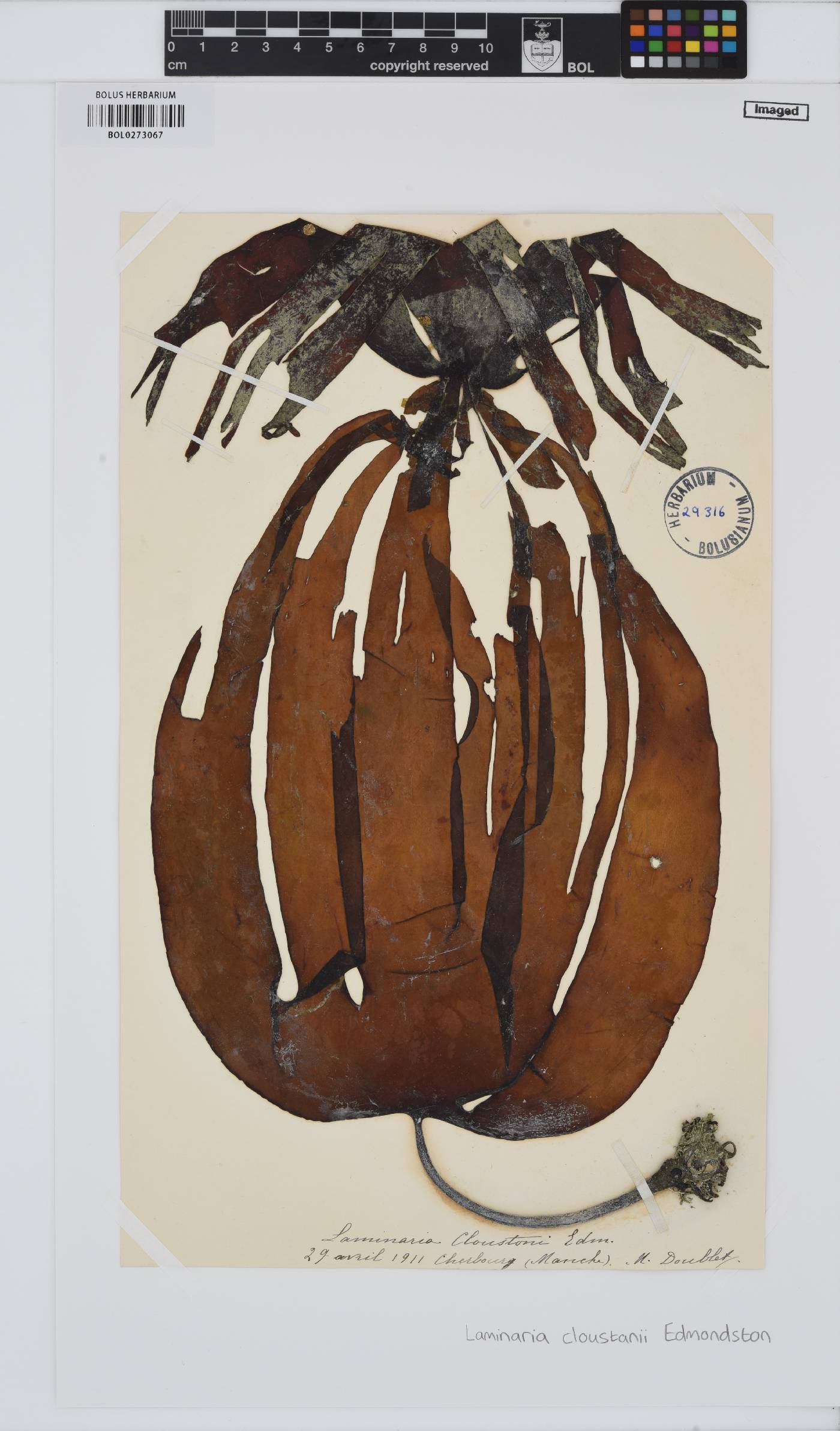 Laminaria hyperborea image