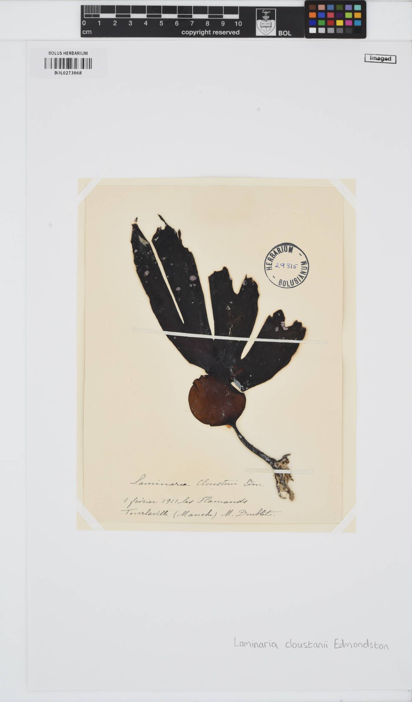 Laminaria hyperborea image