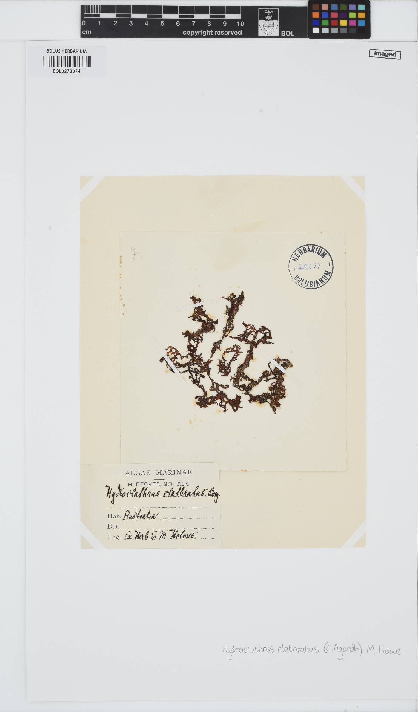 Hydroclathrus image