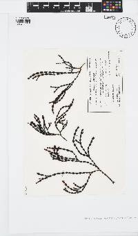Hormosira banksii image
