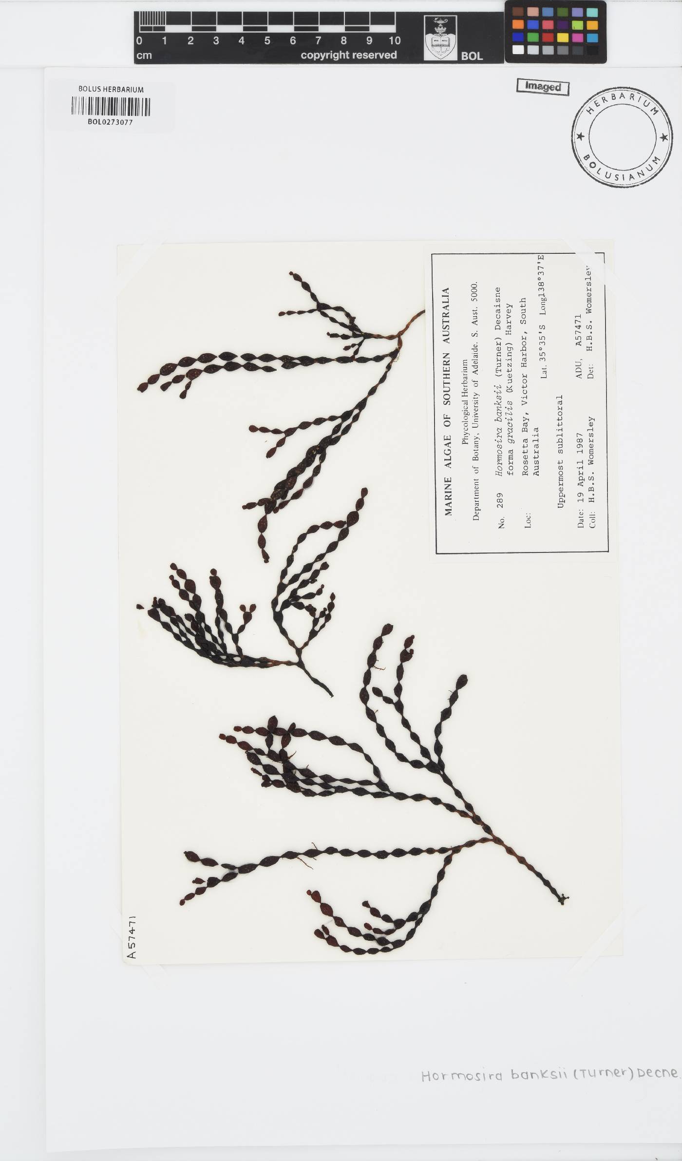 Hormosiraceae image