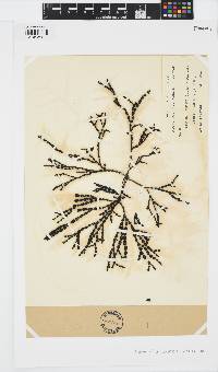 Hormosira banksii image