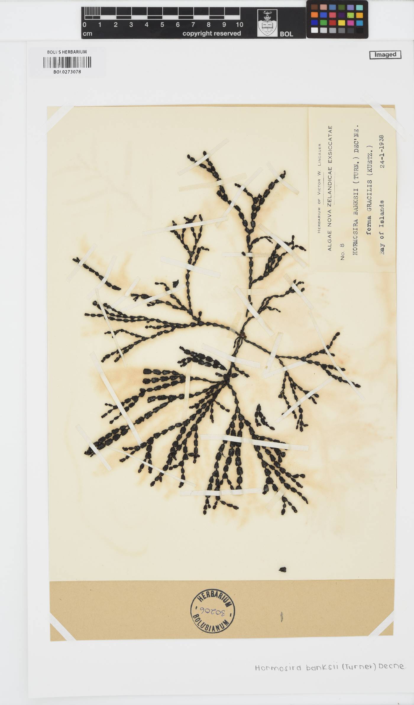 Hormosira banksii image