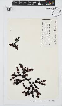 Hormosira banksii image