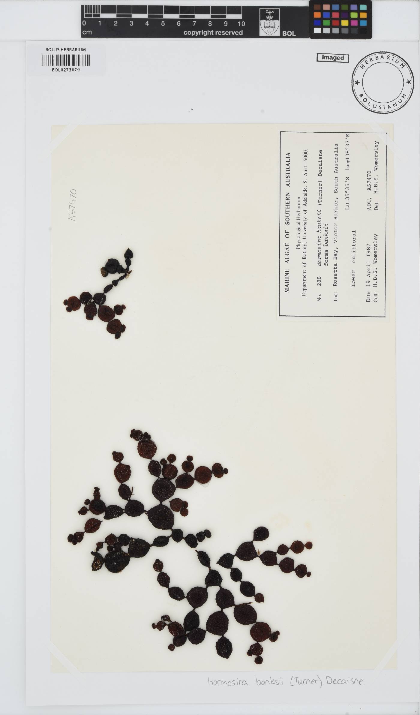 Hormosiraceae image