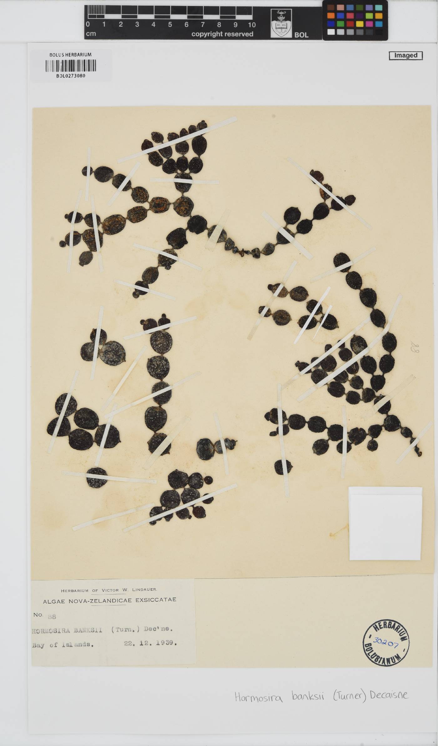 Hormosira image
