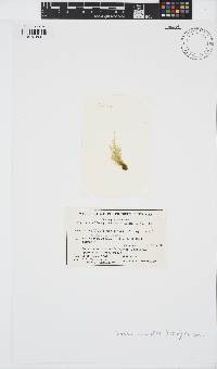 Feldmannia mitchelliae image