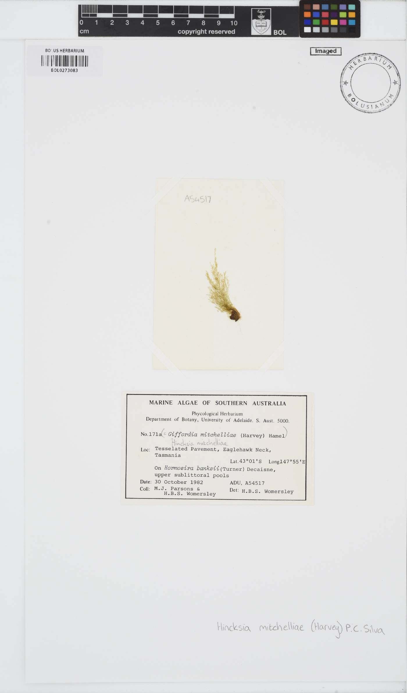 Feldmannia mitchelliae image