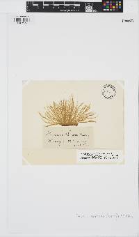 Image of Hincksia hincksiae