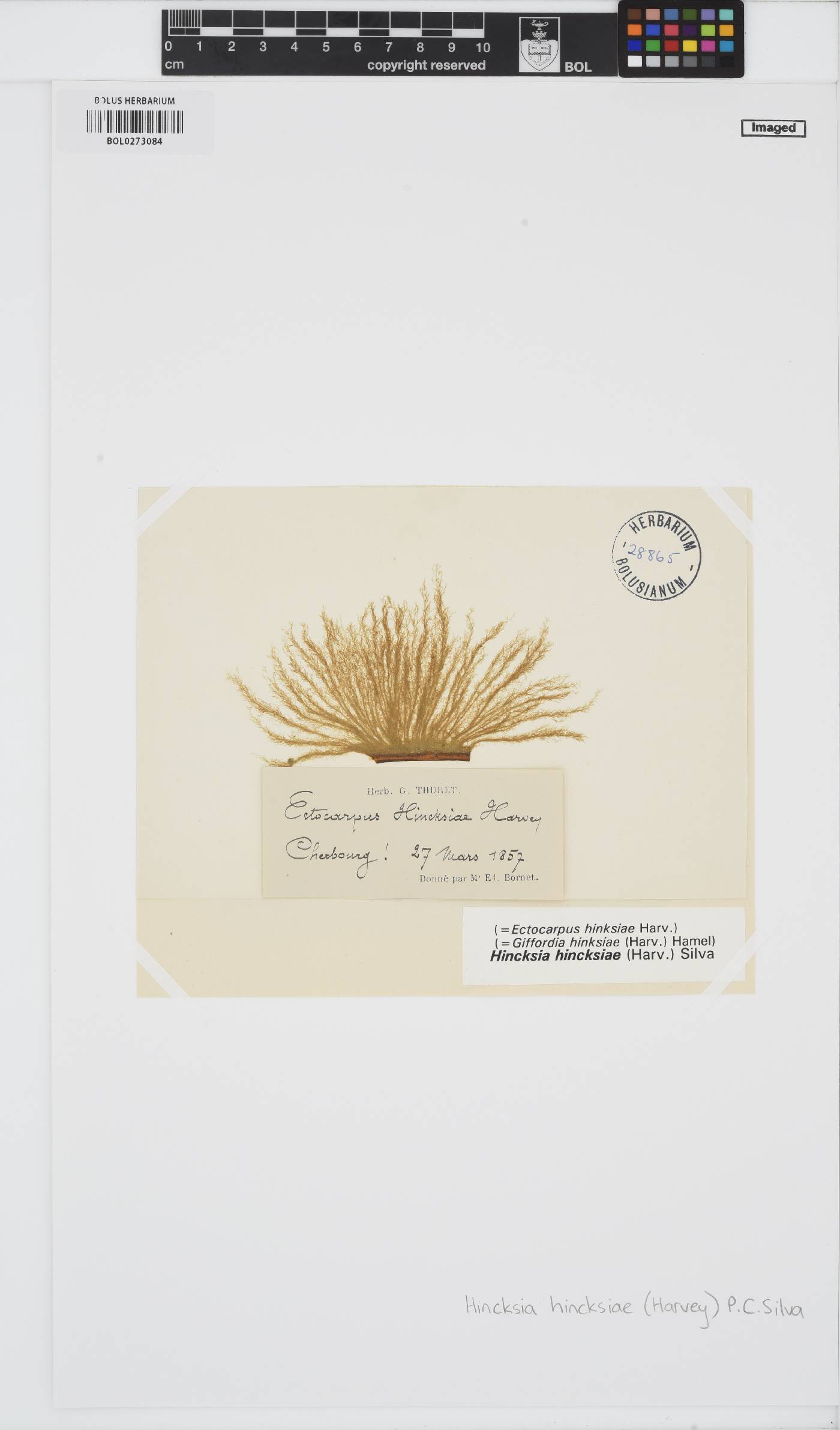 Hincksia hincksiae image