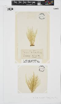 Hincksia hincksiae image