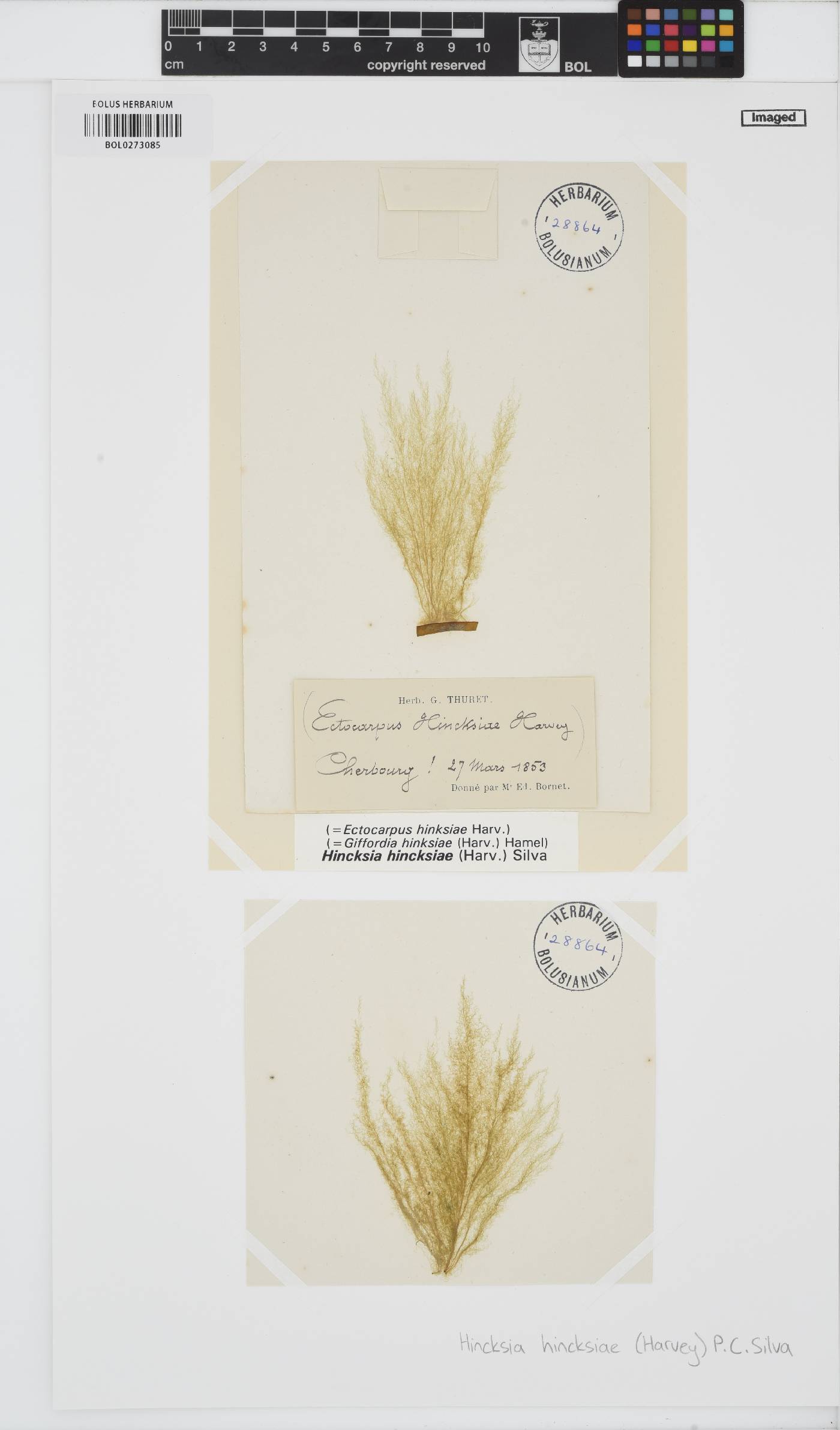 Hincksia hincksiae image