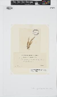 Hincksia granulosa image