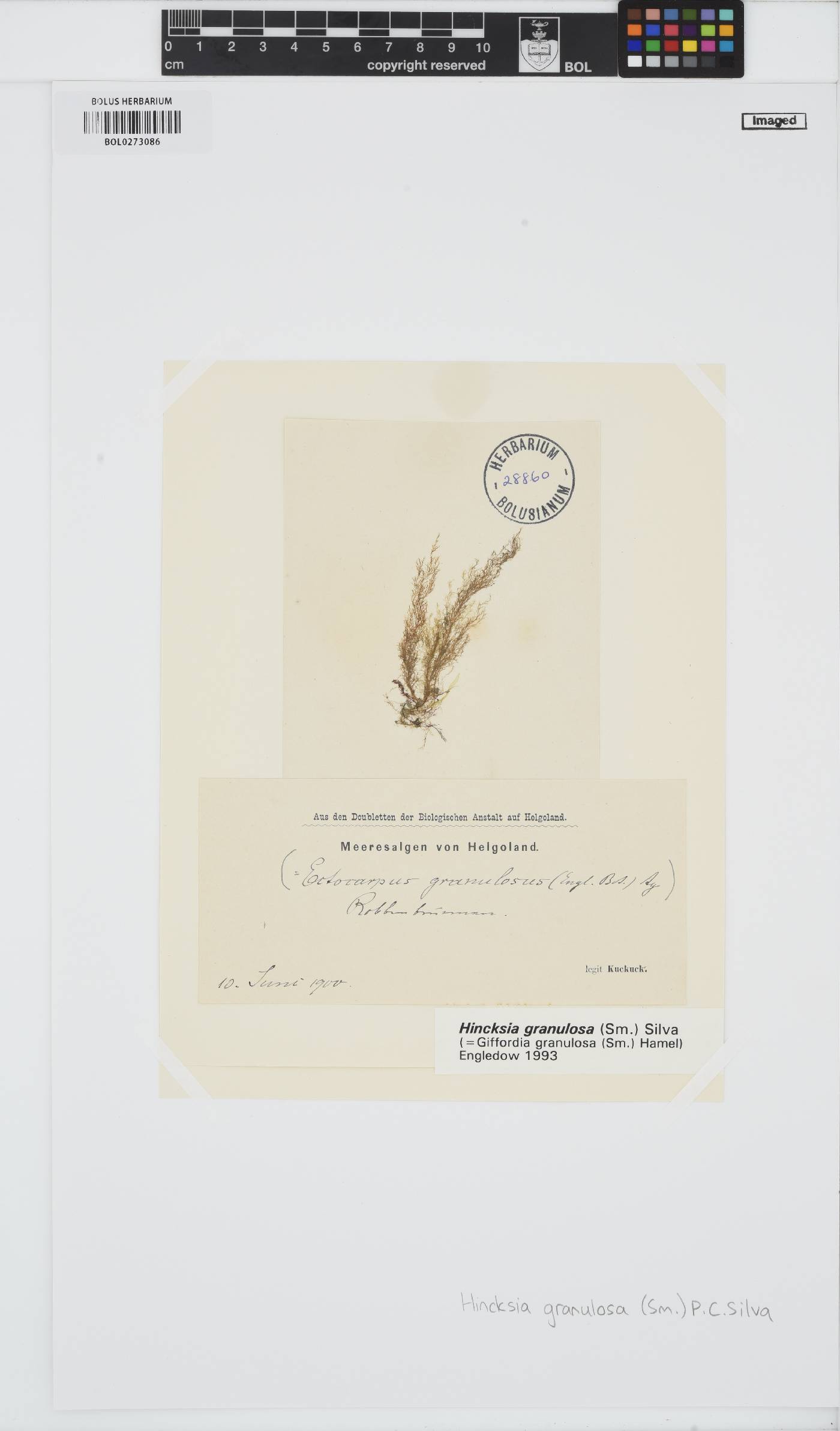 Hincksia granulosa image