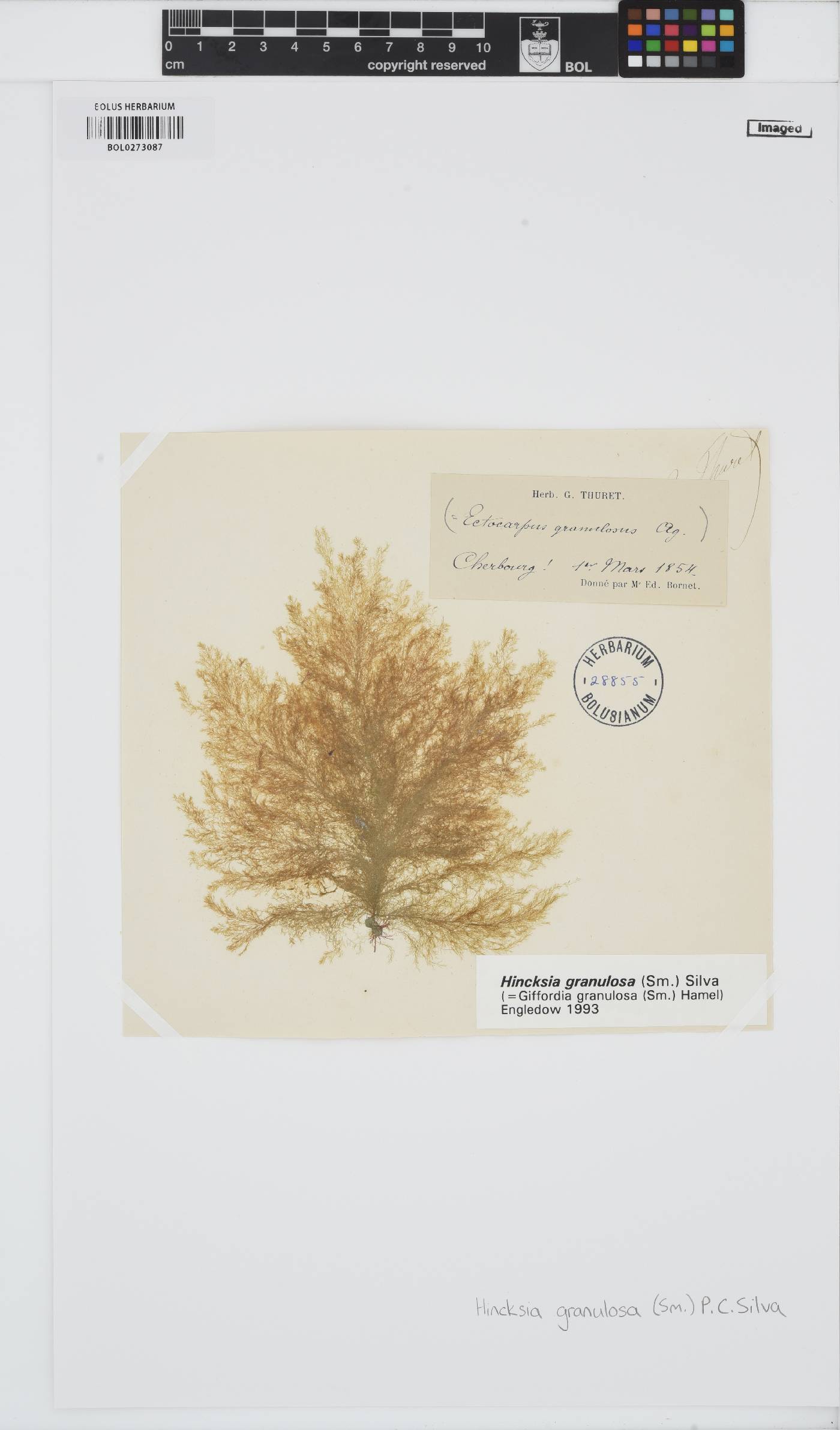 Hincksia granulosa image
