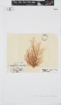 Hincksia granulosa image