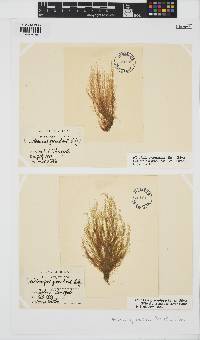 Hincksia granulosa image