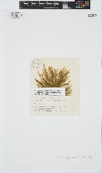 Hincksia granulosa image