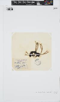 Himanthalia elongata image