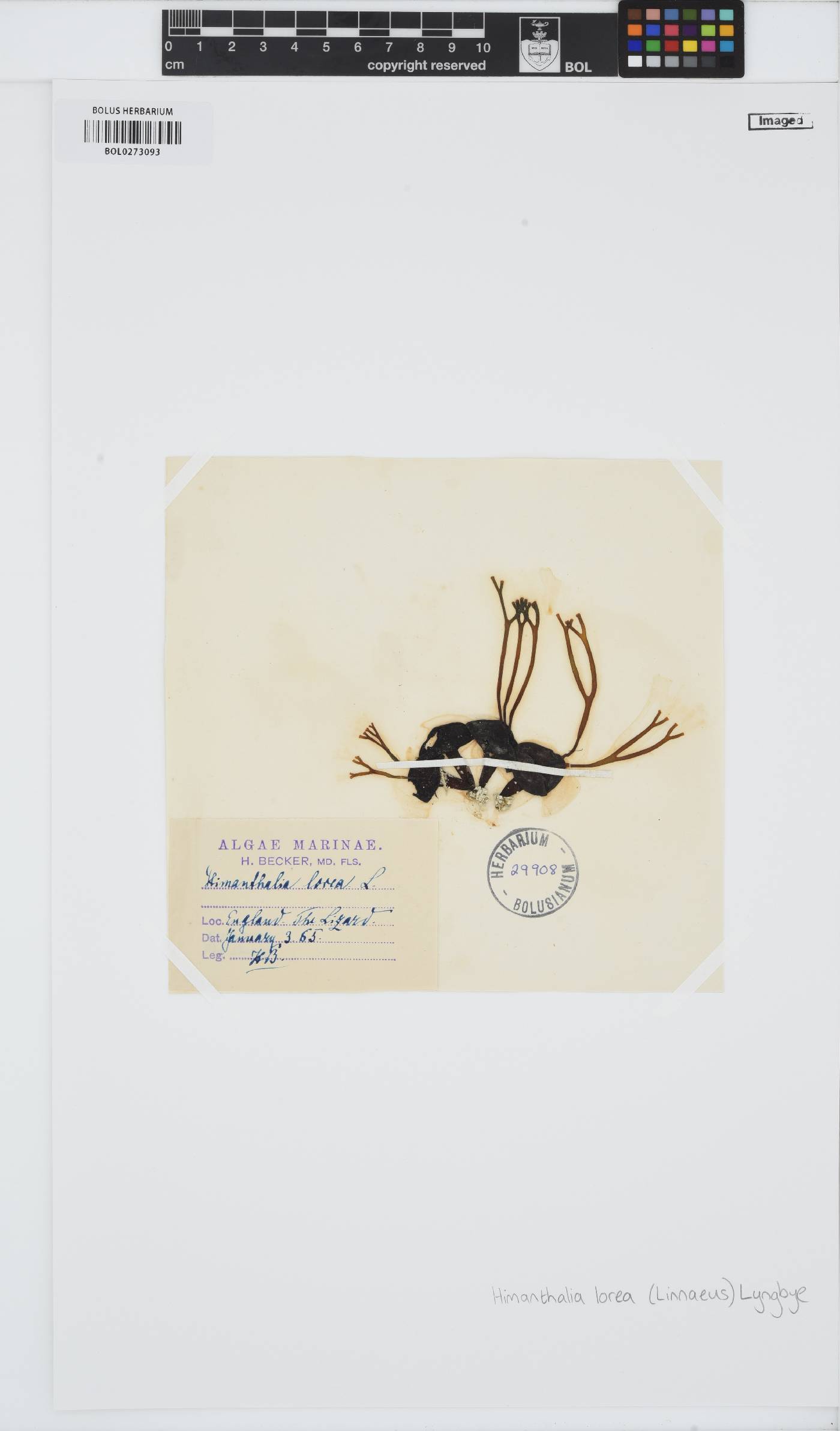 Himanthalia elongata image