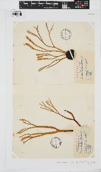 Himanthalia elongata image