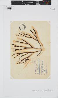 Himanthalia elongata image