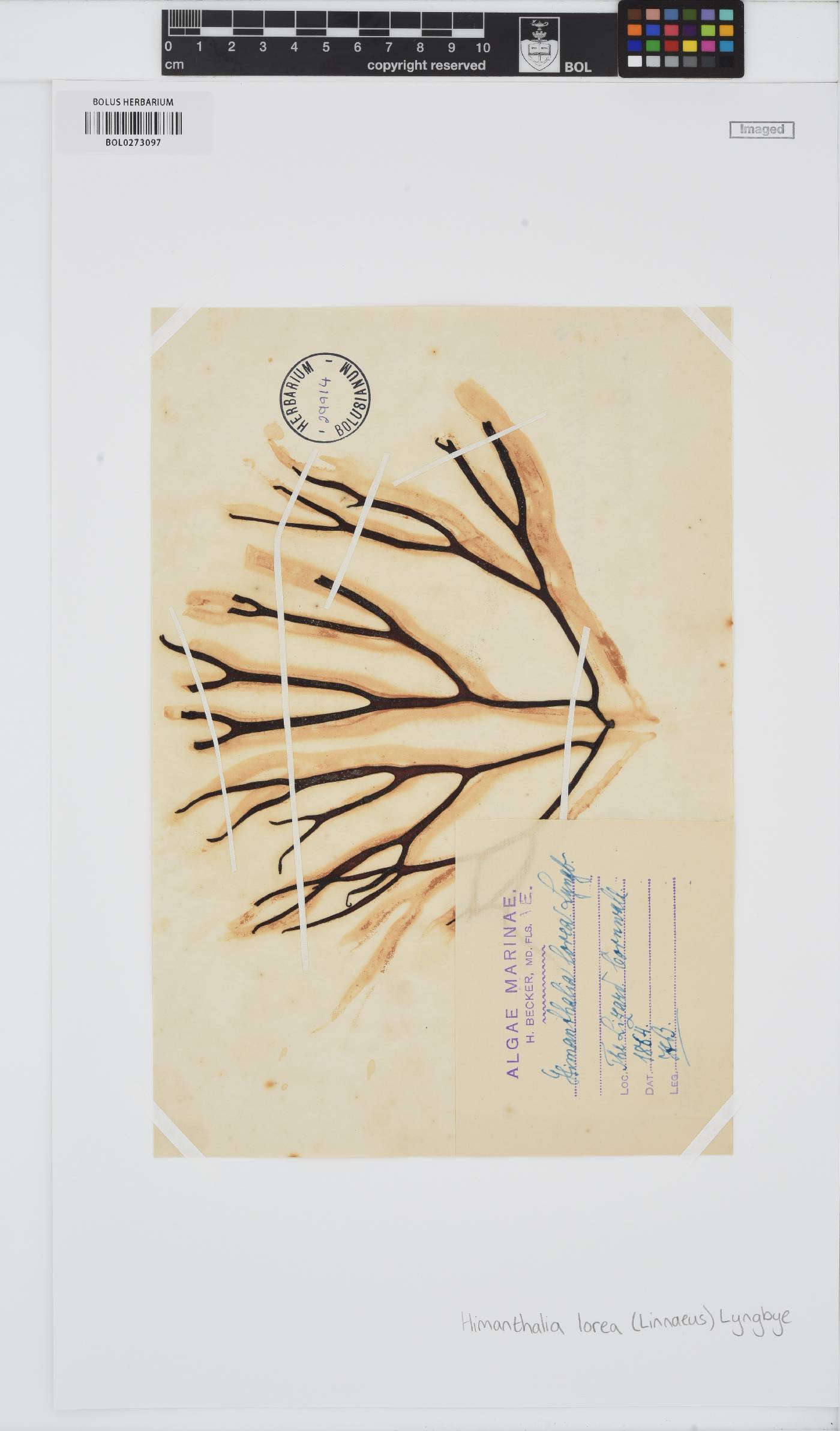 Himanthalia elongata image