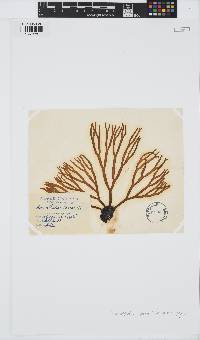 Himanthalia elongata image