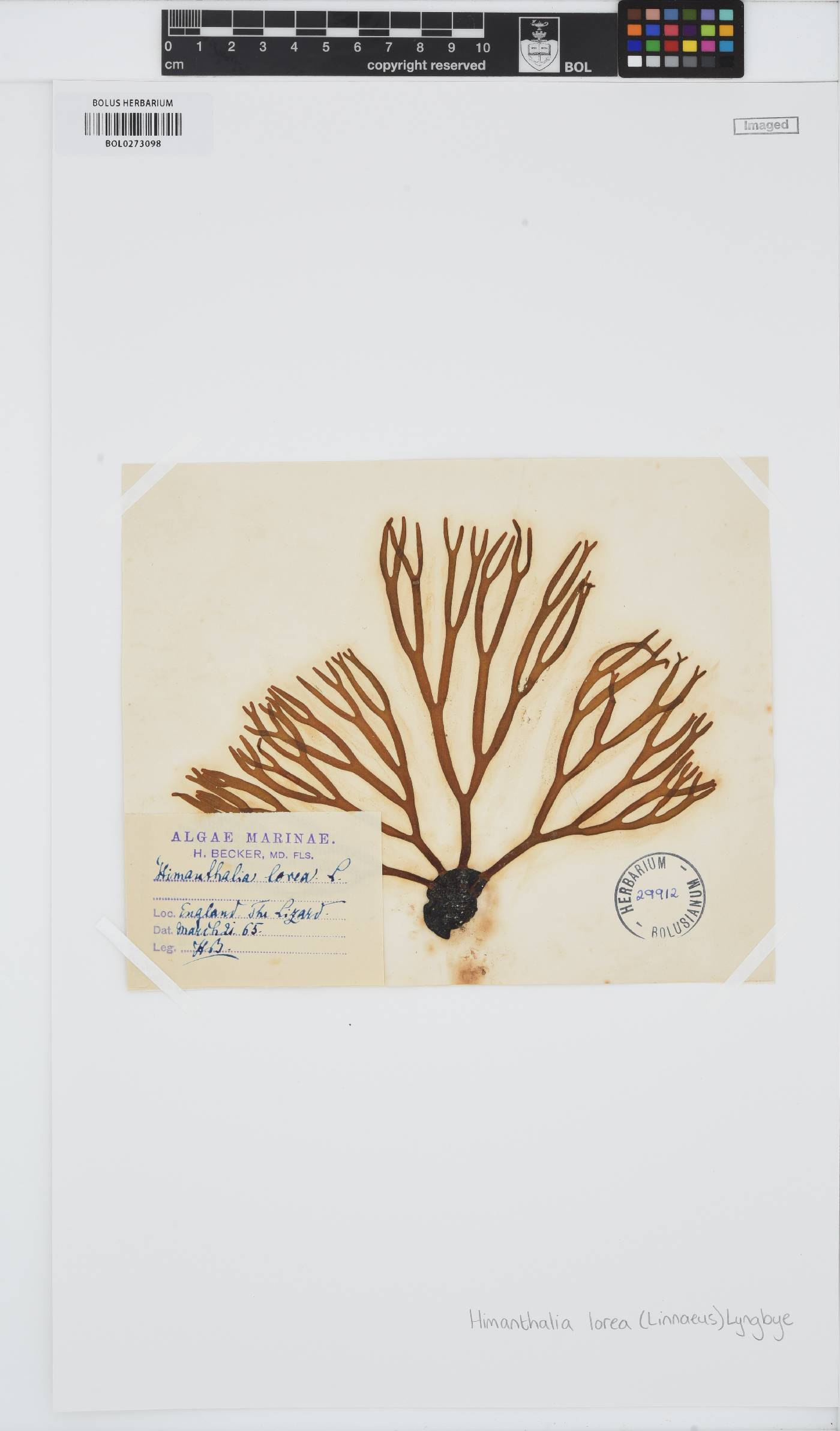 Himanthalia elongata image