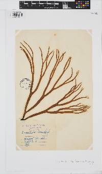 Himanthalia elongata image