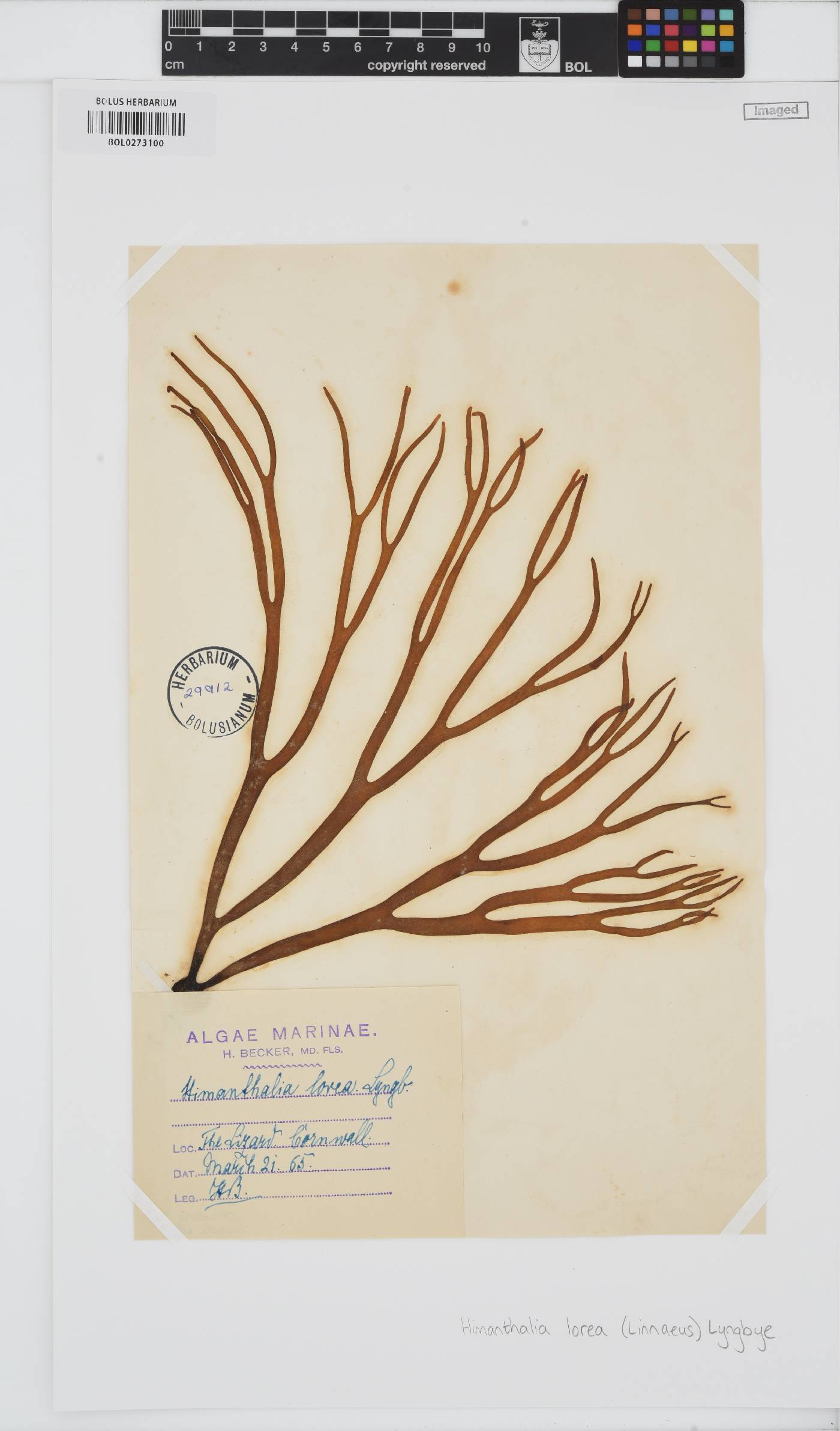Himanthalia elongata image