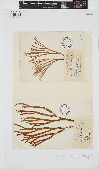 Himanthalia elongata image