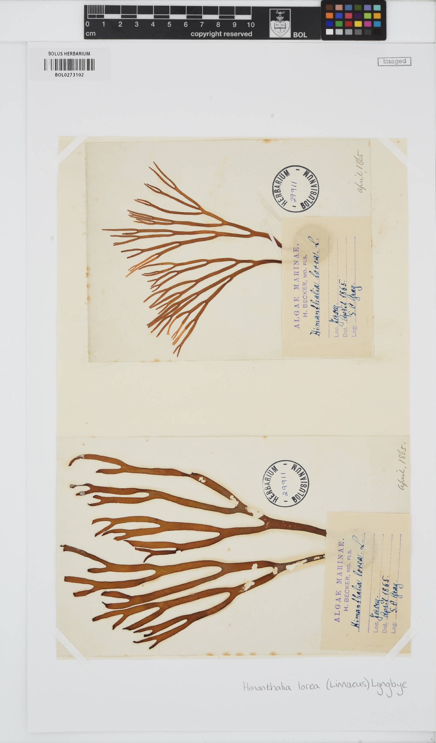 Himanthalia elongata image