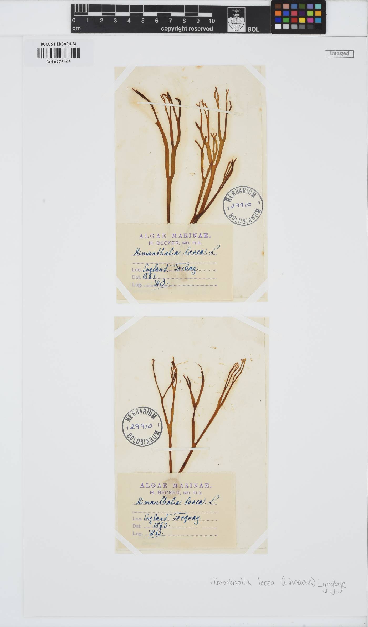 Himanthaliaceae image