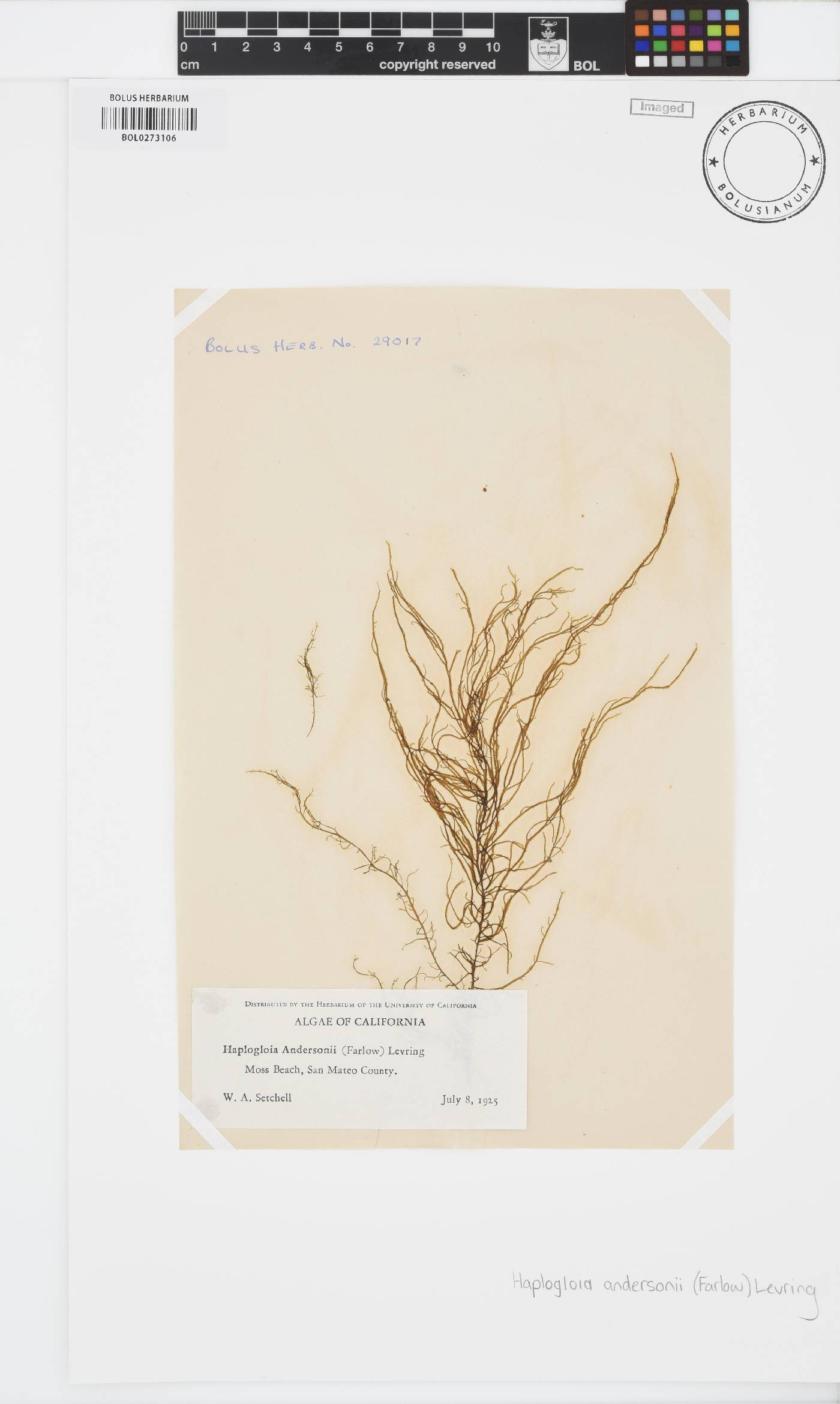 Haplogloia andersonii image