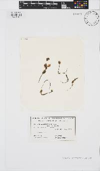 Image of Halothrix ephemeralis