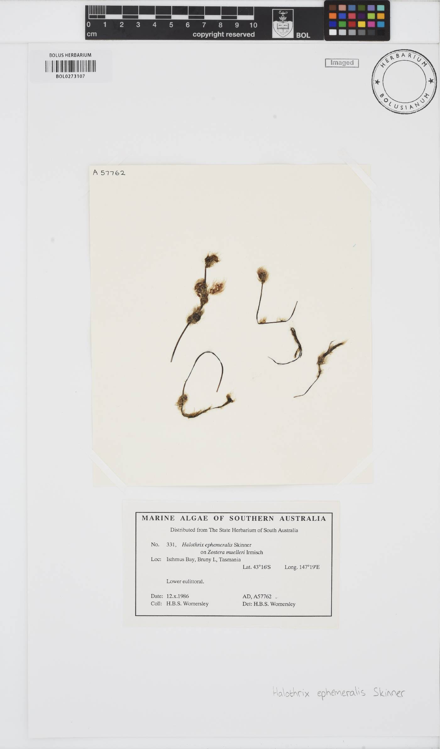 Halothrix ephemeralis image