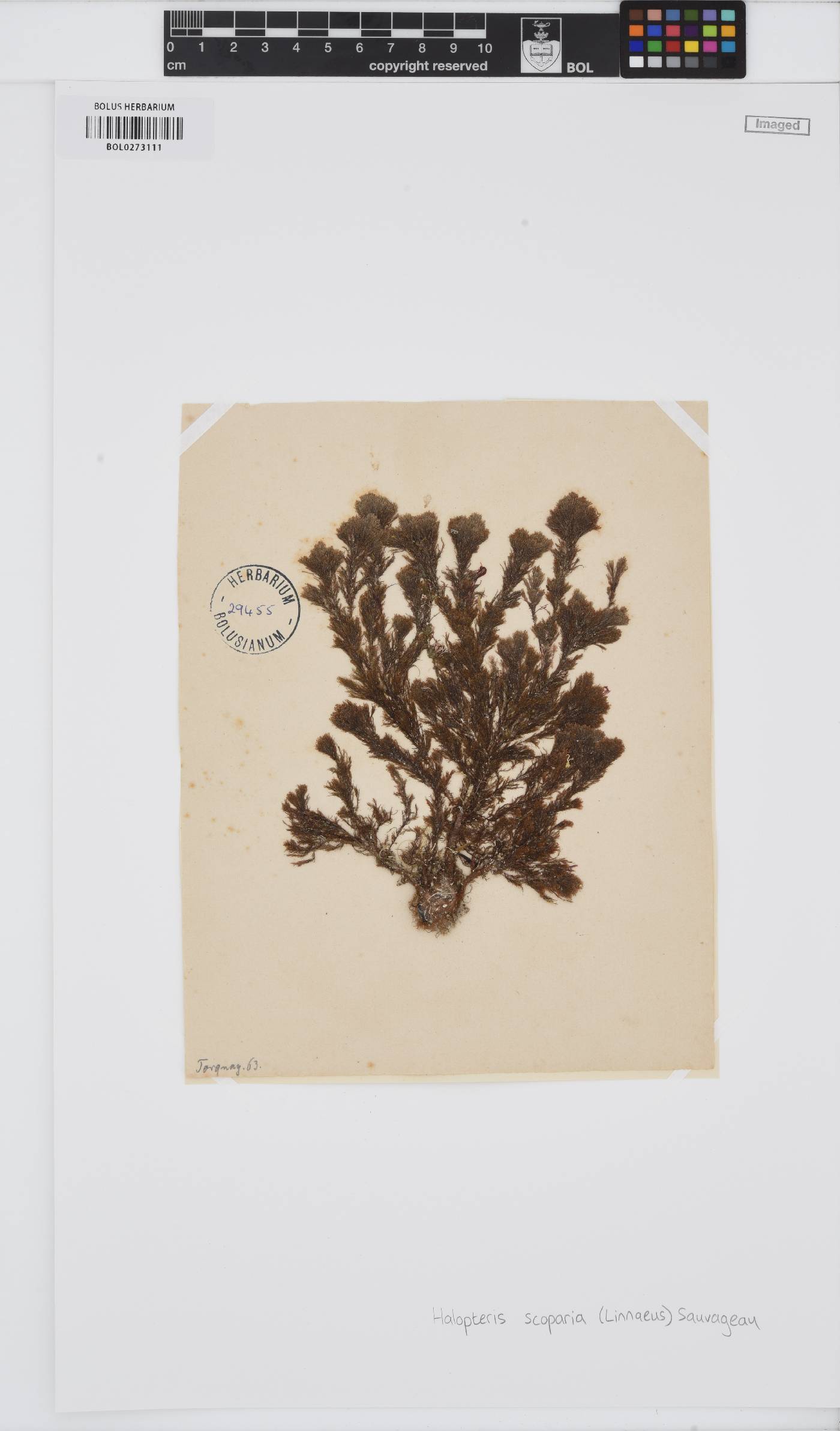 Halopteris image