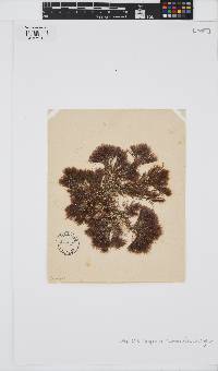 Halopteris scoparia image