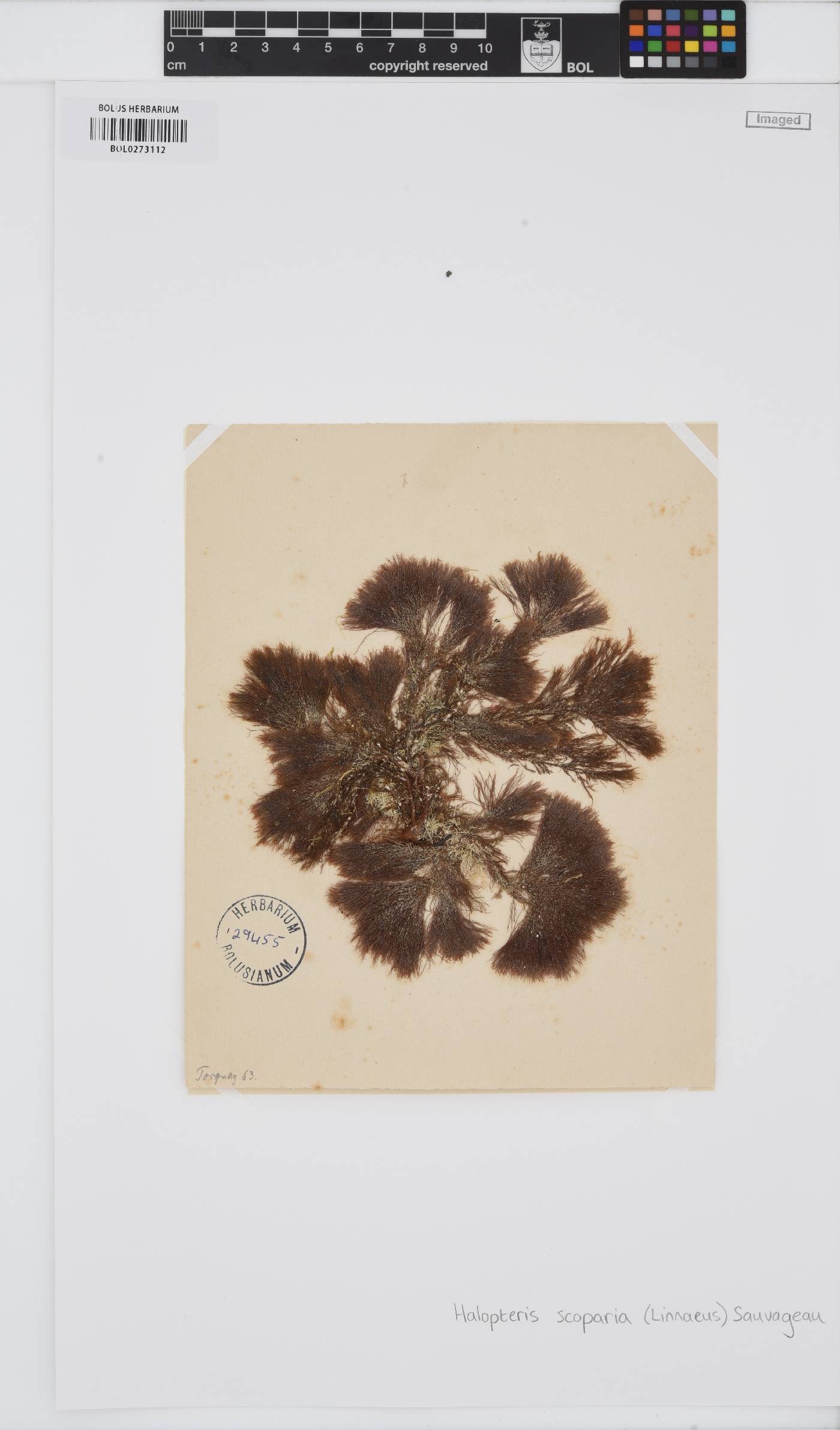 Halopteris scoparia image