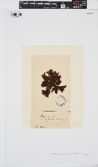 Halopteris scoparia image