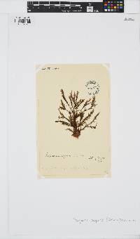 Halopteris scoparia image