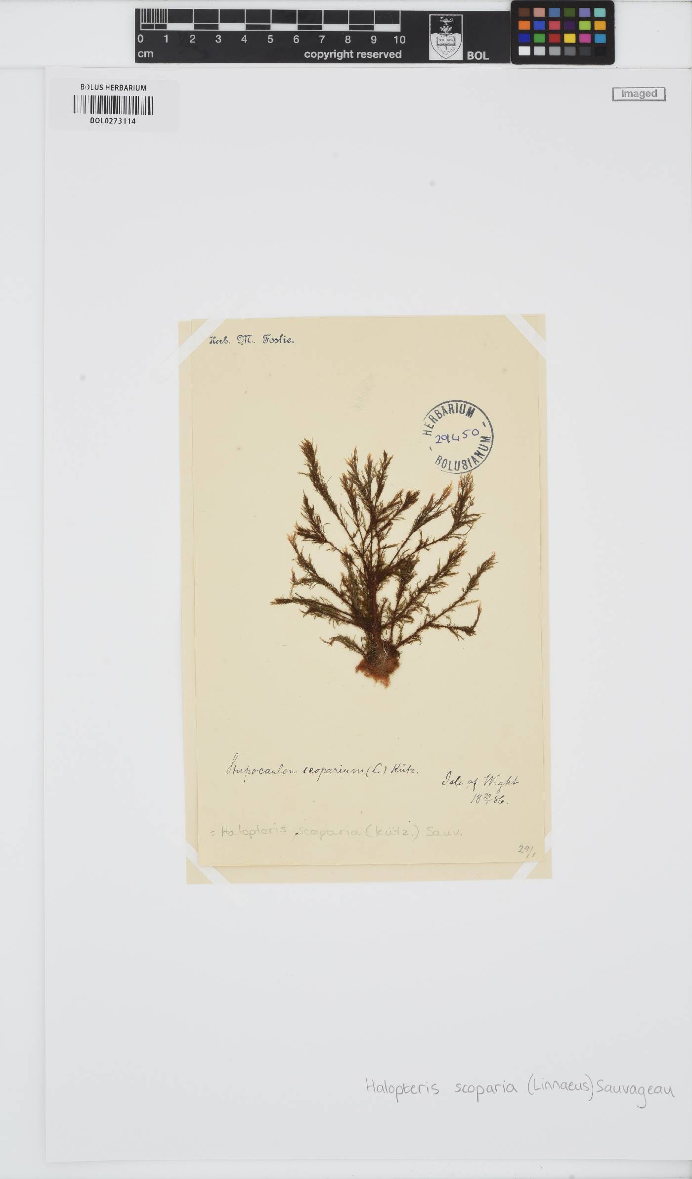 Halopteris scoparia image
