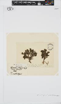 Halopteris scoparia image