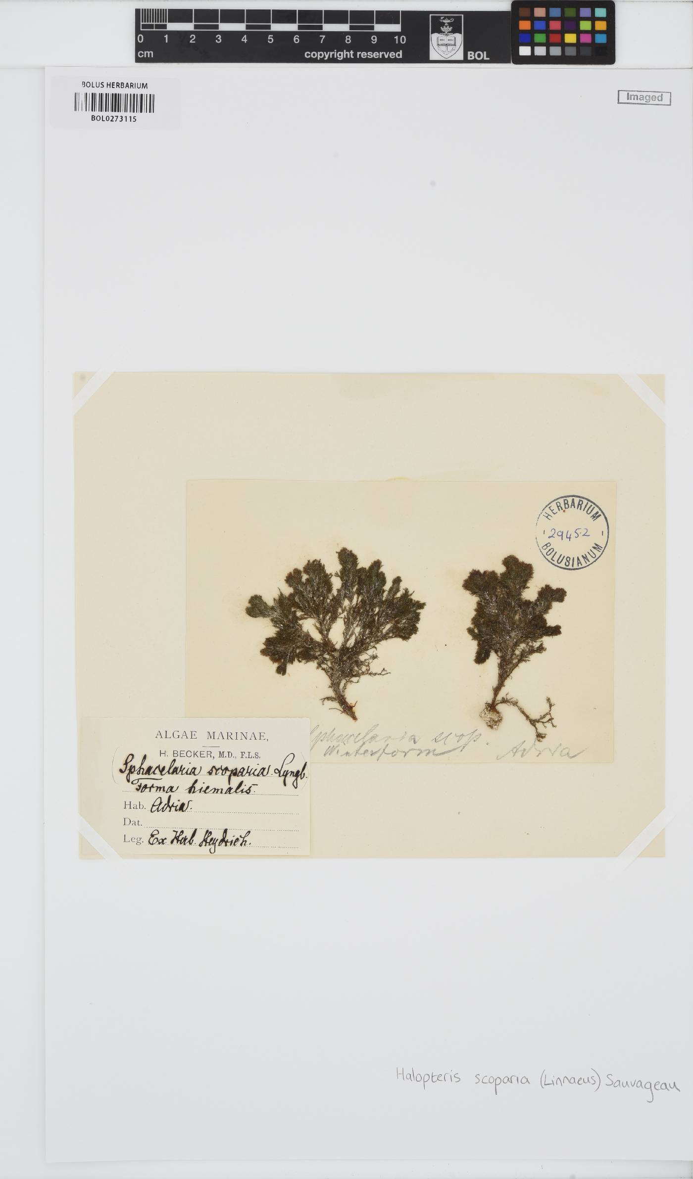 Halopteris scoparia image