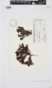 Image of Halopteris ramulosa